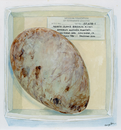 Maryjo Koch-North Island Brown Kiwi Egg From Book: "The Nest: An Artist's Sketchbook