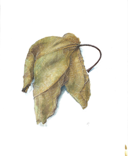 Maryjo Koch-Dry Sycamore Leaf
