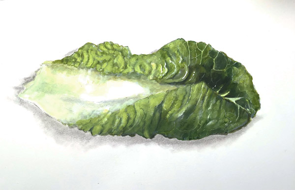 Maryjo Koch-Little Gem Lettuce Leaf