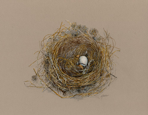 Maryjo Koch-Nest with Dry Pearly Everlasting and Grass