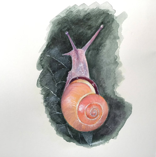Maryjo Koch-Snail on Ivy Leaf