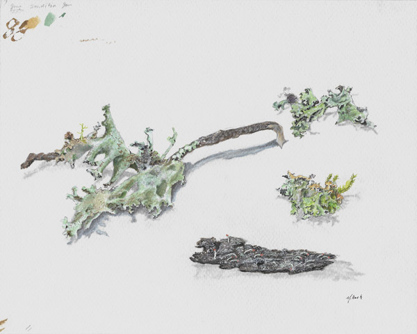 Maryjo Koch-Study of Lichens