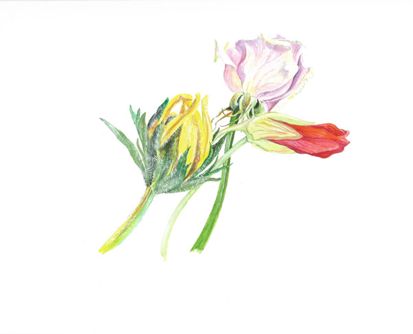 Maryjo Koch-Three Flowers